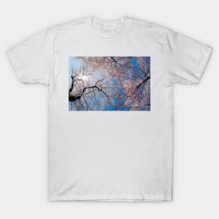 Low Angle View Of Cherry Blossom Trees T-Shirt